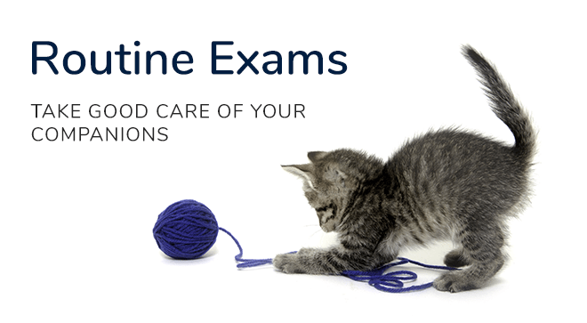 Learn How Pet Wellness Plans Save Money, Pekin Veterinary Clinic