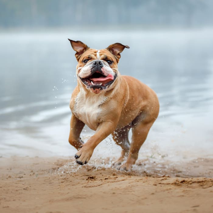 Pekin Veterinary Clinic in Central Illinois