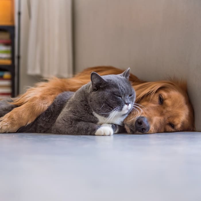 Pekin Veterinary Clinic in Central Illinois