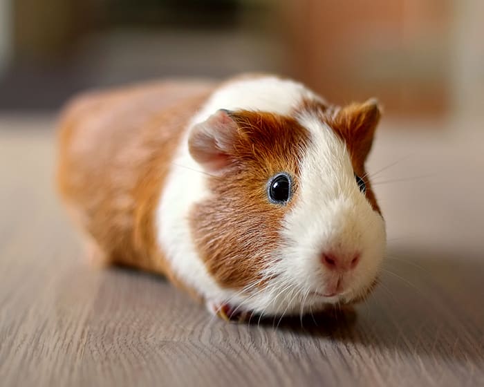 Avian & Exotic Pet Services, Tazewell County Veterinarians