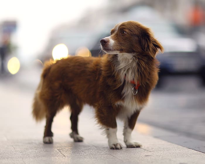 Geriatric Veterinarian in Central Illinois