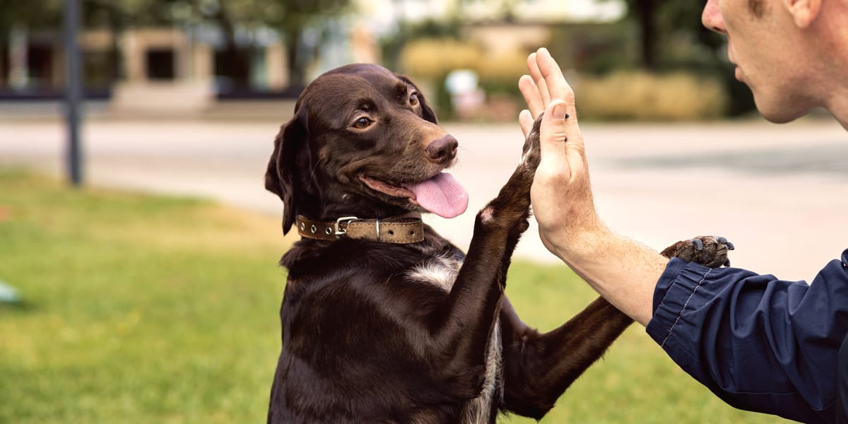 Pekin Veterinary Clinic | Central Illinois Vet