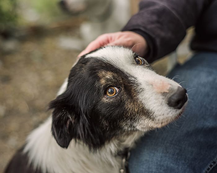 Veterinary Internal Medicine for Cats & Dogs, Central Illinois